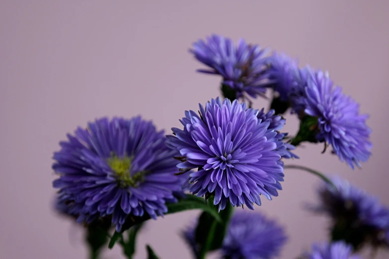 a vase filled with purple flowers on top of a table, stella alpina flower, vibrant but dreary blue, ari aster, medium close-up shot