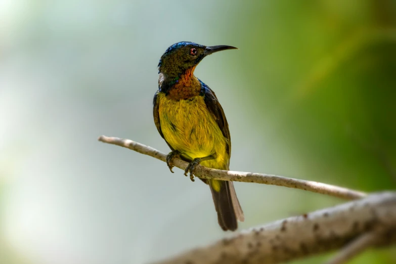 a colorful bird sitting on top of a tree branch, by Peter Churcher, pexels contest winner, hurufiyya, gold green creature, yellow and blue, slide show, high quality upload