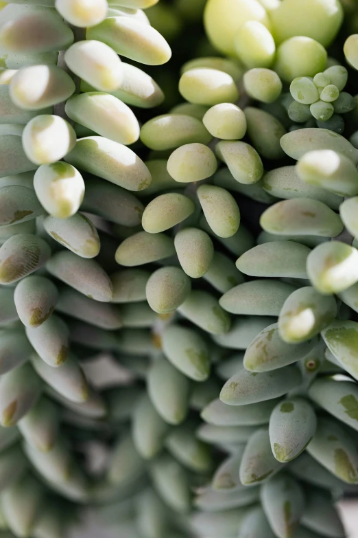 a close up of a bunch of green plants, a macro photograph, by Jessie Algie, renaissance, grey, peyote cactus desert, white, beans