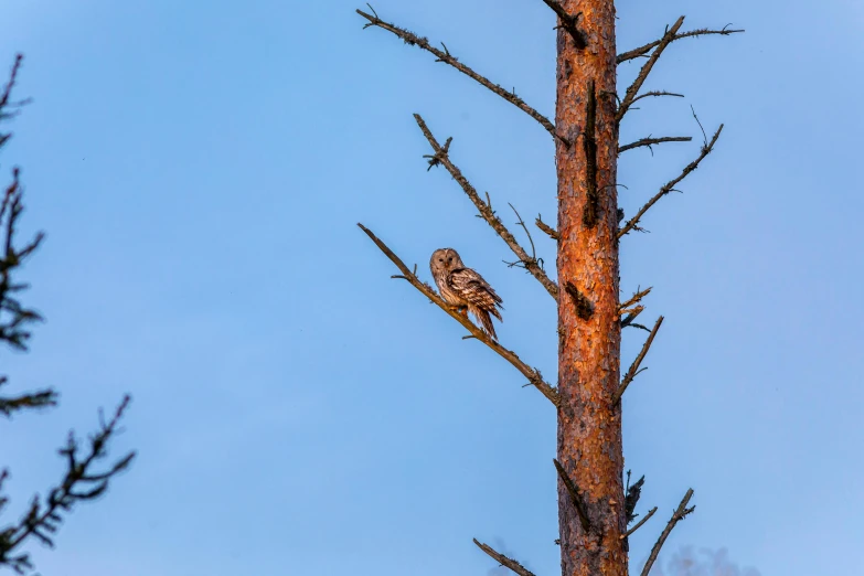 a bird perched on top of a dead tree, by Jesper Knudsen, pexels contest winner, baroque, boreal forest, an owl, bright sky, plain background