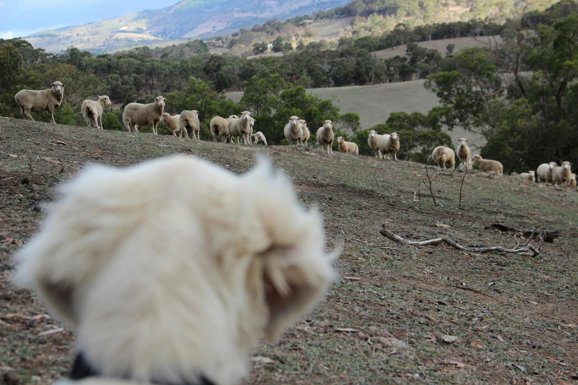 a dog is looking at a herd of sheep, by Jessie Algie, trecking, hillside, close to the camera, farms