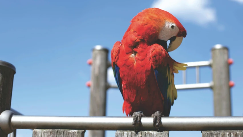 a red parrot sitting on top of a wooden fence, sitting down, multicoloured, blue