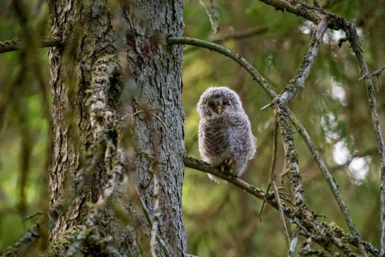 a baby owl sitting on top of a tree branch, by Jaakko Mattila, pexels contest winner, slide show, grey, camp, slightly pixelated
