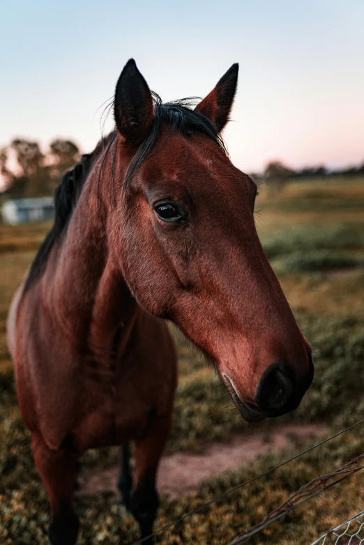 a brown horse standing on top of a grass covered field, in the sunset, facing the camera