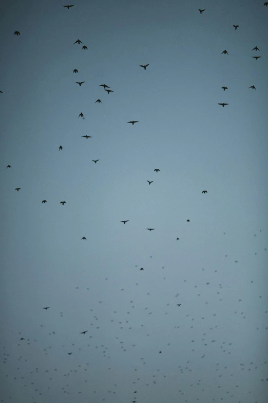 a flock of birds flying in the sky, by Attila Meszlenyi, bugs, 2 5 6 x 2 5 6, low quality photo, spooky photo