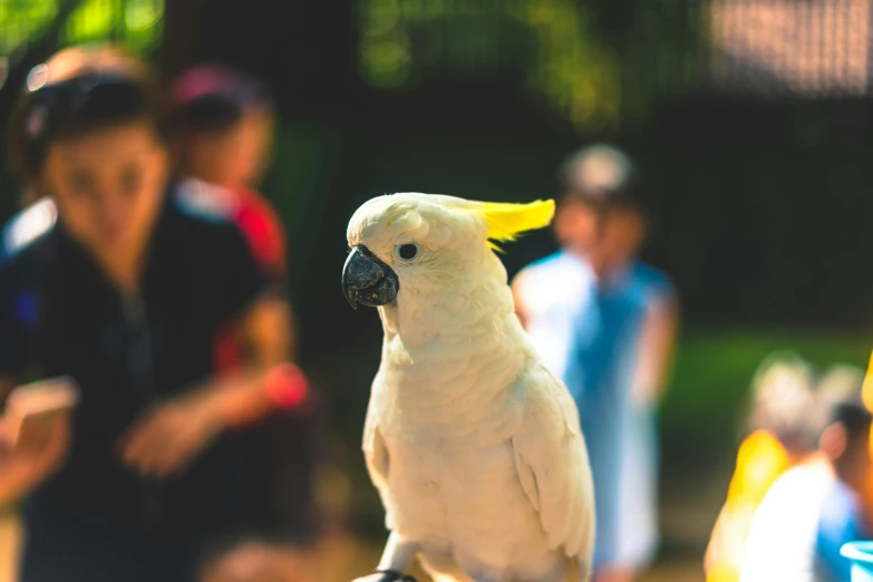 a white bird sitting on top of a person's hand, at a park, on a yellow canva, fan favorite, in australia