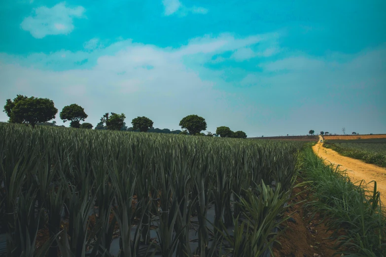 a dirt road in the middle of a field, pexels contest winner, land art, banana trees, profile image, surrounding onions, background image