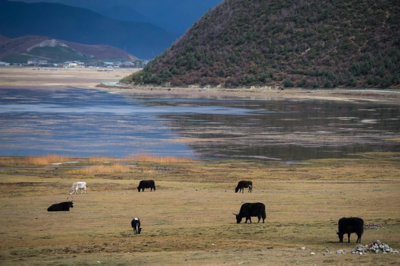 a herd of cattle standing on top of a grass covered field, by Yasushi Sugiyama, unsplash contest winner, land art, a lake between mountains, thangka, thumbnail, multiple stories