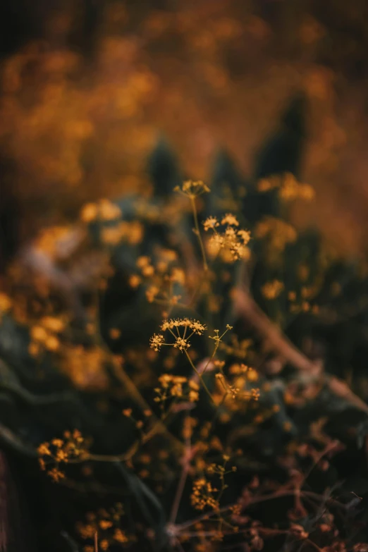 a bouquet of flowers sitting on top of a wooden table, unsplash contest winner, australian tonalism, among wonderful golden fireflies, patches of yellow sky, densely packed buds of weed, photo taken with canon 5d