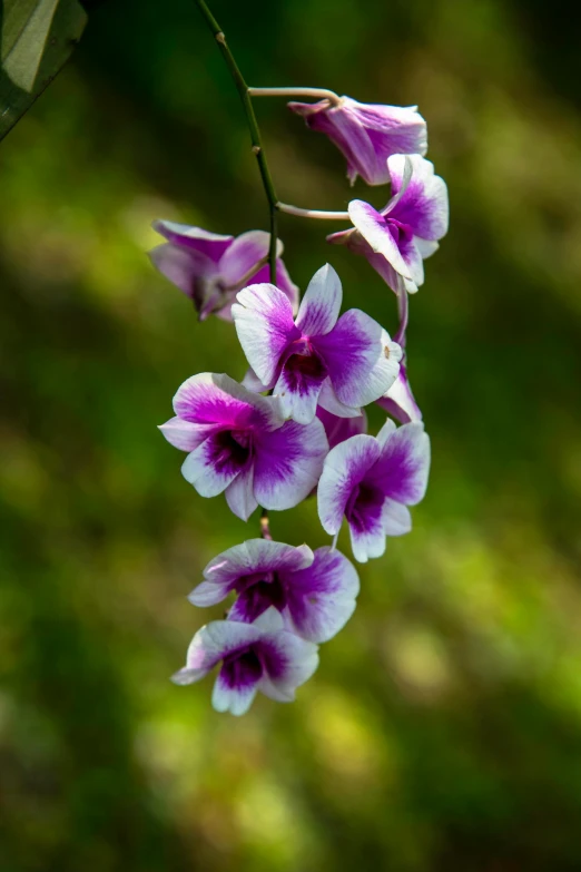 a bunch of purple and white flowers hanging from a tree, laos, often described as flame-like, orchids, f/9