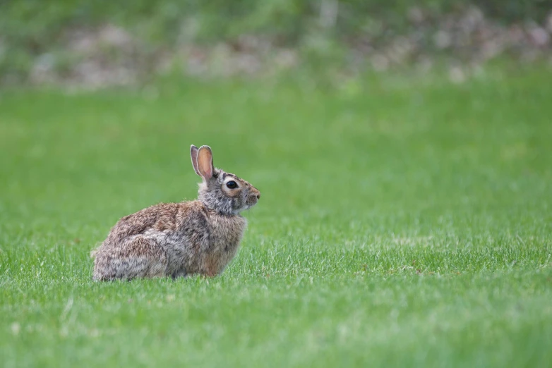 a rabbit that is sitting in the grass, on a green lawn