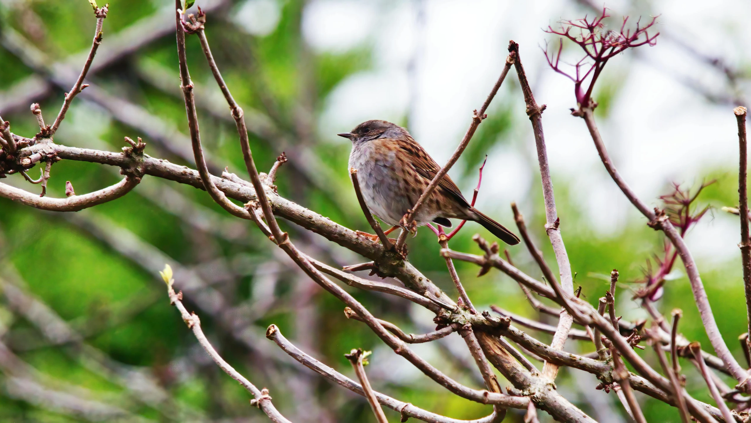 a small bird sitting on top of a tree branch, by Joseph Severn, pexels contest winner, hurufiyya, gardening, mid 2 0's female, high definition photo, smooth-chinned