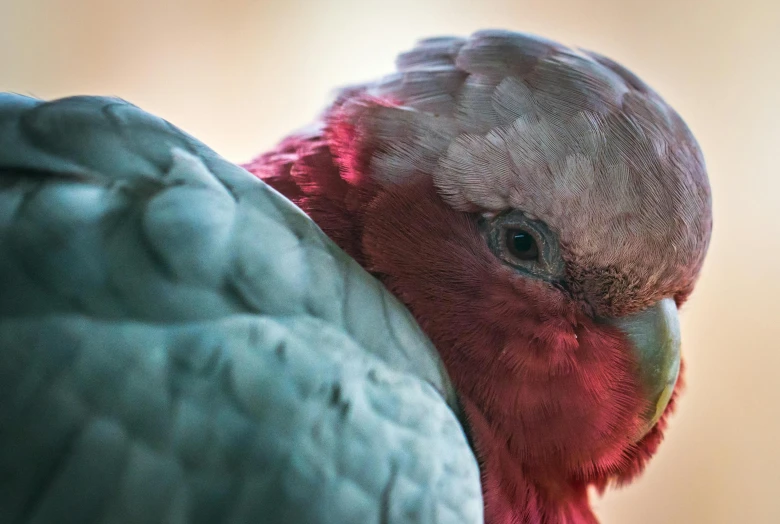 a close up of a bird with a red head, pink white turquoise, award - winning photograph, australian, film shot