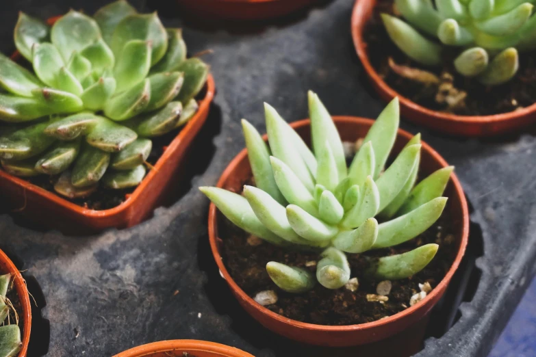 a group of small potted plants sitting on top of a table, trending on pexels, sharp spines, protophyta, flattened, no cropping