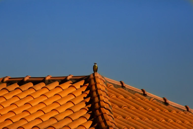 a bird sitting on top of a tiled roof, inspired by Christo, pexels contest winner, warm coloured, late morning, scaly, blue and orange