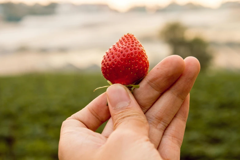 a person holding a strawberry in their hand, by Matt Stewart, unsplash, shot at golden hour, edible, instagram post, highly upvoted