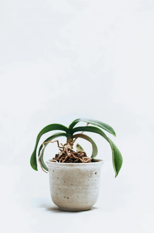 a small potted plant sitting on top of a table, trending on unsplash, minimalism, overgrown with puffy orchids, concrete ), detailed product shot, medium wide front shot