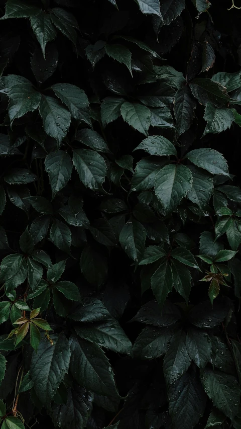 a red fire hydrant sitting in front of a lush green wall, an album cover, inspired by Elsa Bleda, unsplash contest winner, dark green leaves, panel of black, densely packed buds of weed, against a deep black background