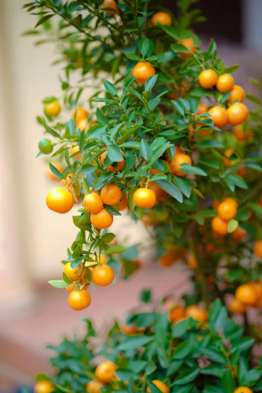 a close up of a plant with oranges on it, “berries, bonsai trees, exterior shot, tall thin