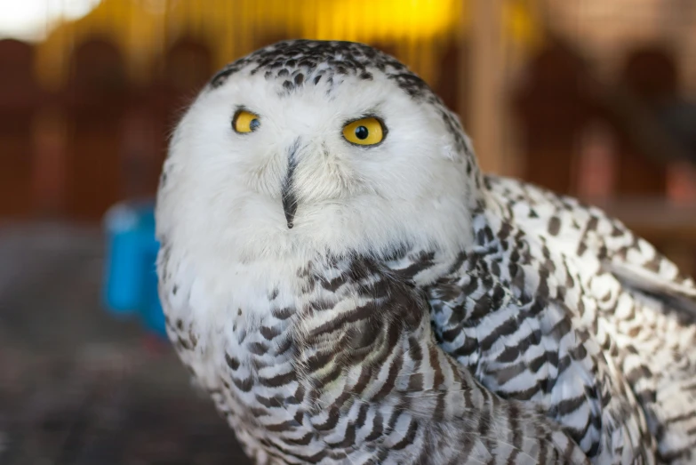 a close up of a snowy owl with yellow eyes, trending on pexels, hurufiyya, wooden, avatar image, handsome girl, tourist photo