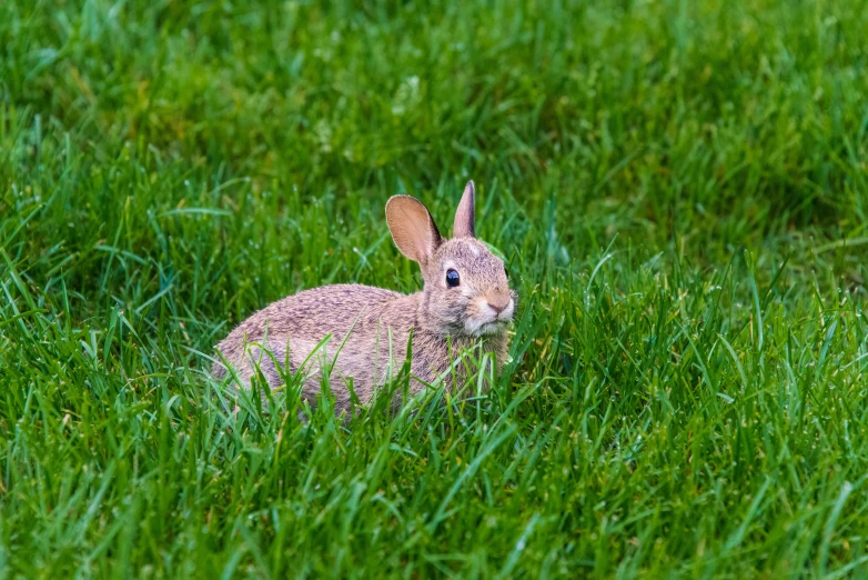 a rabbit that is sitting in the grass, shot on nikon z9, digital image, michael bair, fan favorite