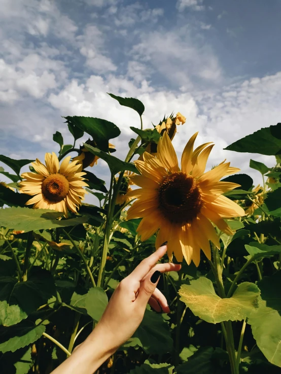 a person reaching for a sunflower in a field, a picture, 🐿🍸🍋, trending on vsco, taken in the late 2010s, pretty flowers
