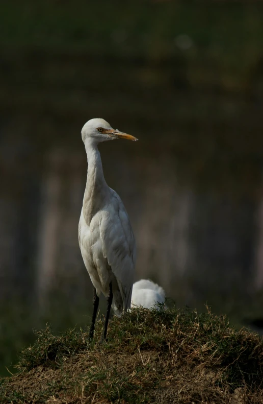 a white bird standing on top of a grass covered hill, old and young, crane, taken with sony alpha 9, albino