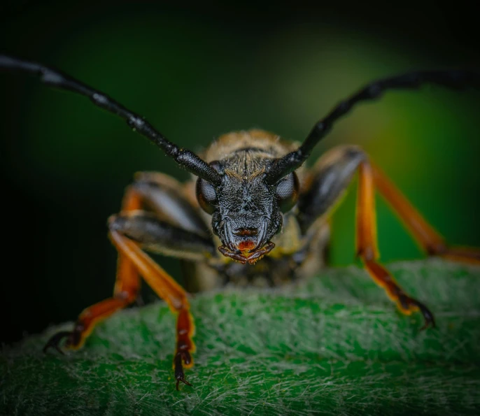 a bug sitting on top of a green leaf, a macro photograph, by Jesper Knudsen, pexels contest winner, large antennae, fierce expression 4k, brown, spotted ultra realistic