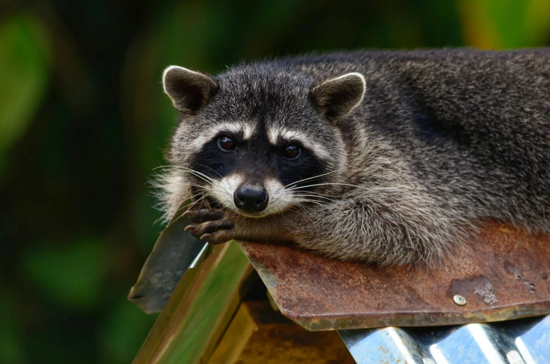 a close up of a raccoon on a roof, by Gwen Barnard, pexels contest winner, sumatraism, sitting on a stool, avatar image, australian, with a roof rack