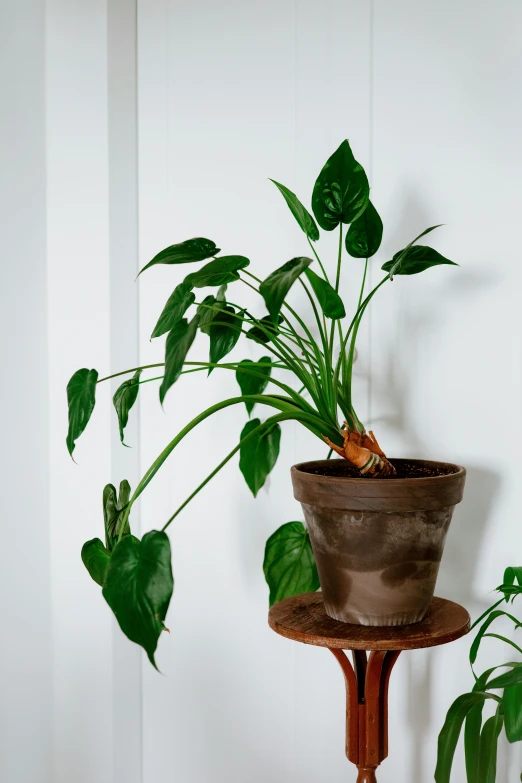 a potted plant sitting on top of a wooden stand, inspired by Carpoforo Tencalla, with small object details, medium wide front shot, lush foliage, long dark tattered umbra