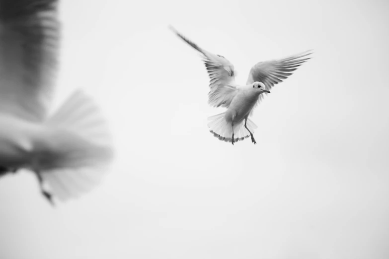 a black and white photo of a seagull in flight, unsplash, arabesque, white background : 3, bullet shells flying, blurred, nature photo