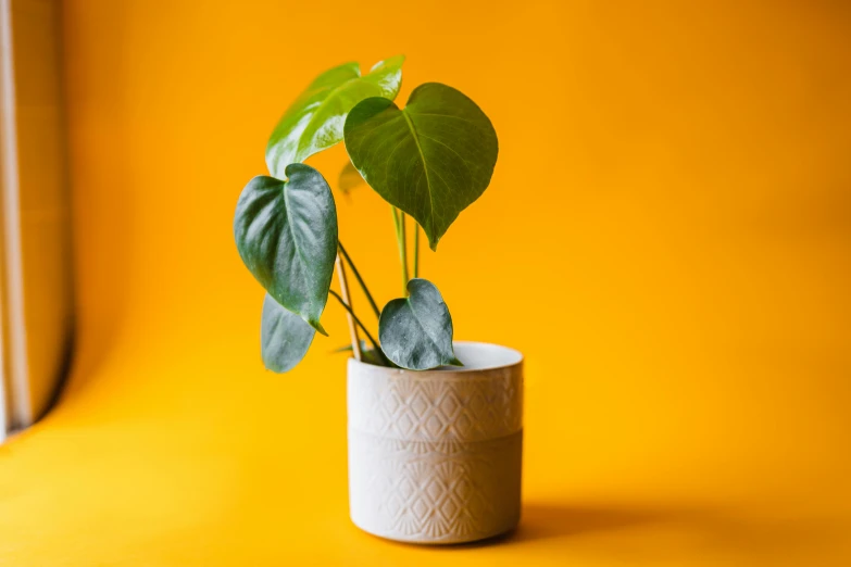 a plant in a pot on a yellow background, trending on unsplash, embossed, organic ceramic white, ivy, full product shot