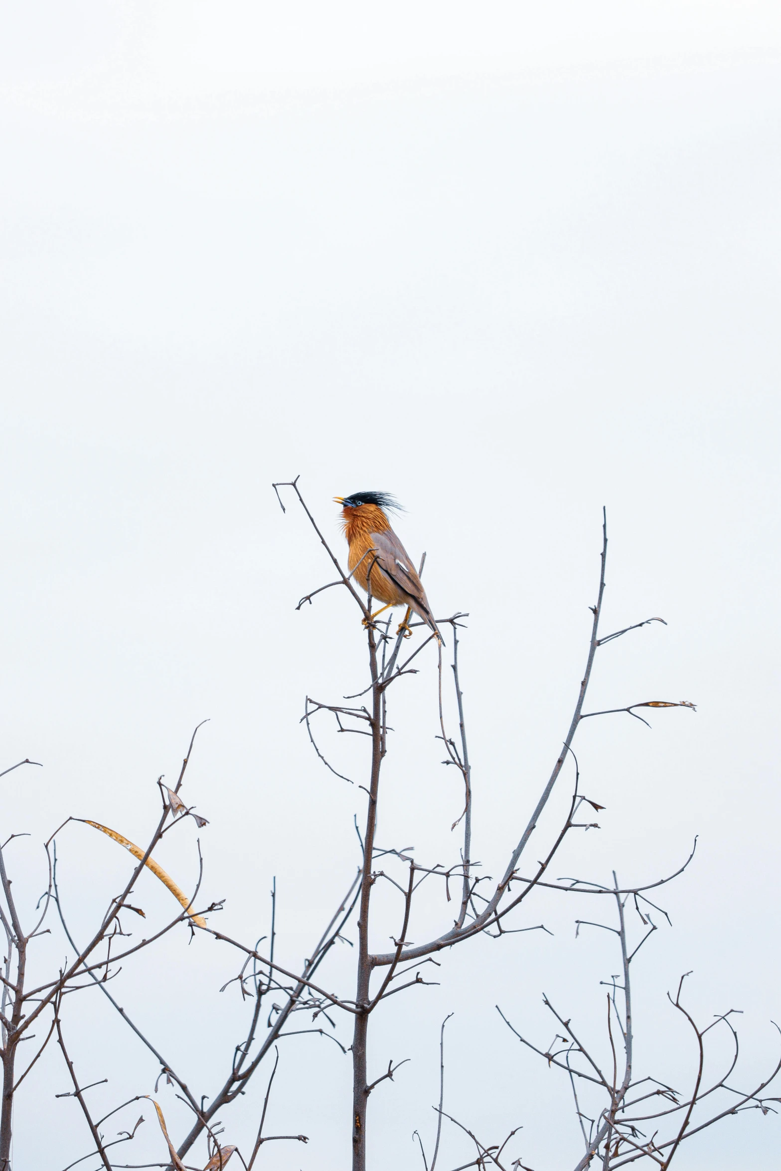 a bird sitting on top of a tree branch, by Neil Blevins, unsplash, minimalism, low quality photo, a tall, minn, stubble