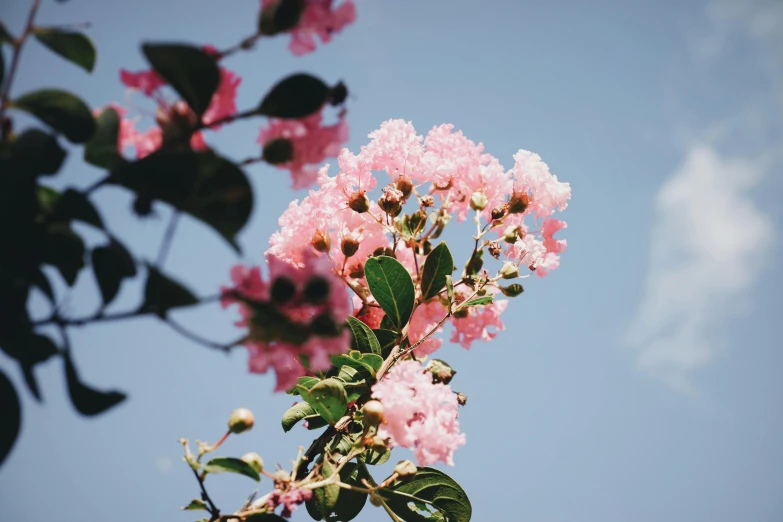 a pink flower with green leaves against a blue sky, unsplash, cotton candy trees, myrtle, no cropping, ash thorp