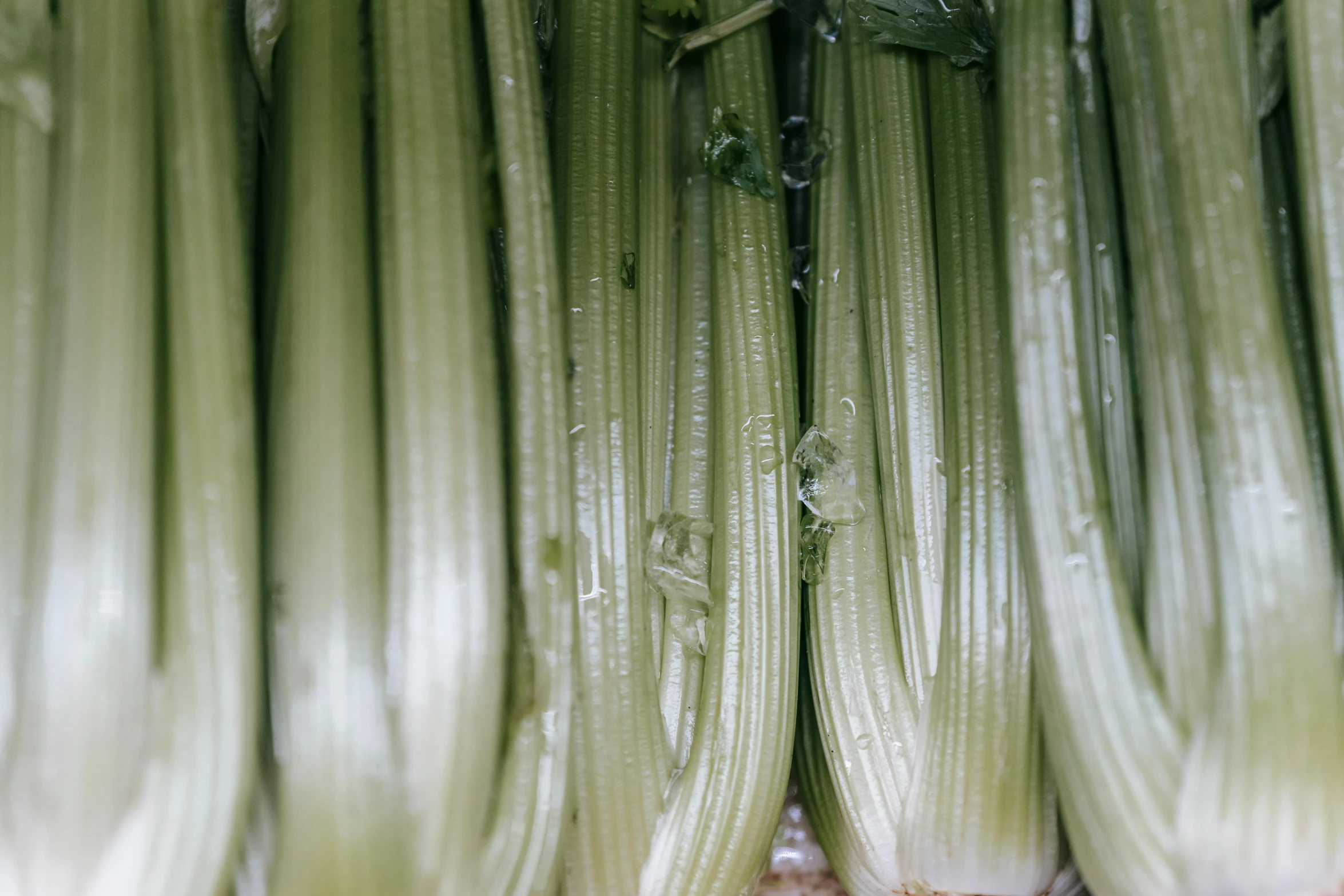 a close up of a bunch of celery, unsplash, renaissance, coated pleats, portrait image, silver, cucumber