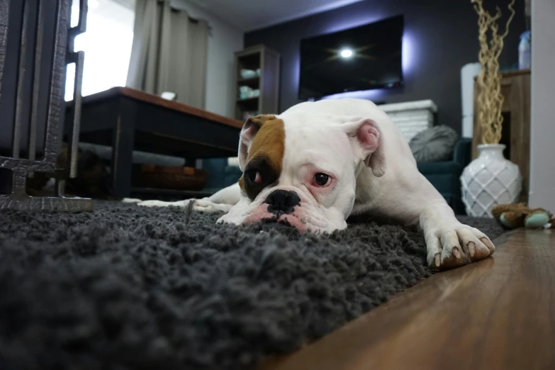 a dog laying on the floor in a living room, pexels contest winner, sad grumpy face, carpet at the floor, youtube thumbnail, boxer