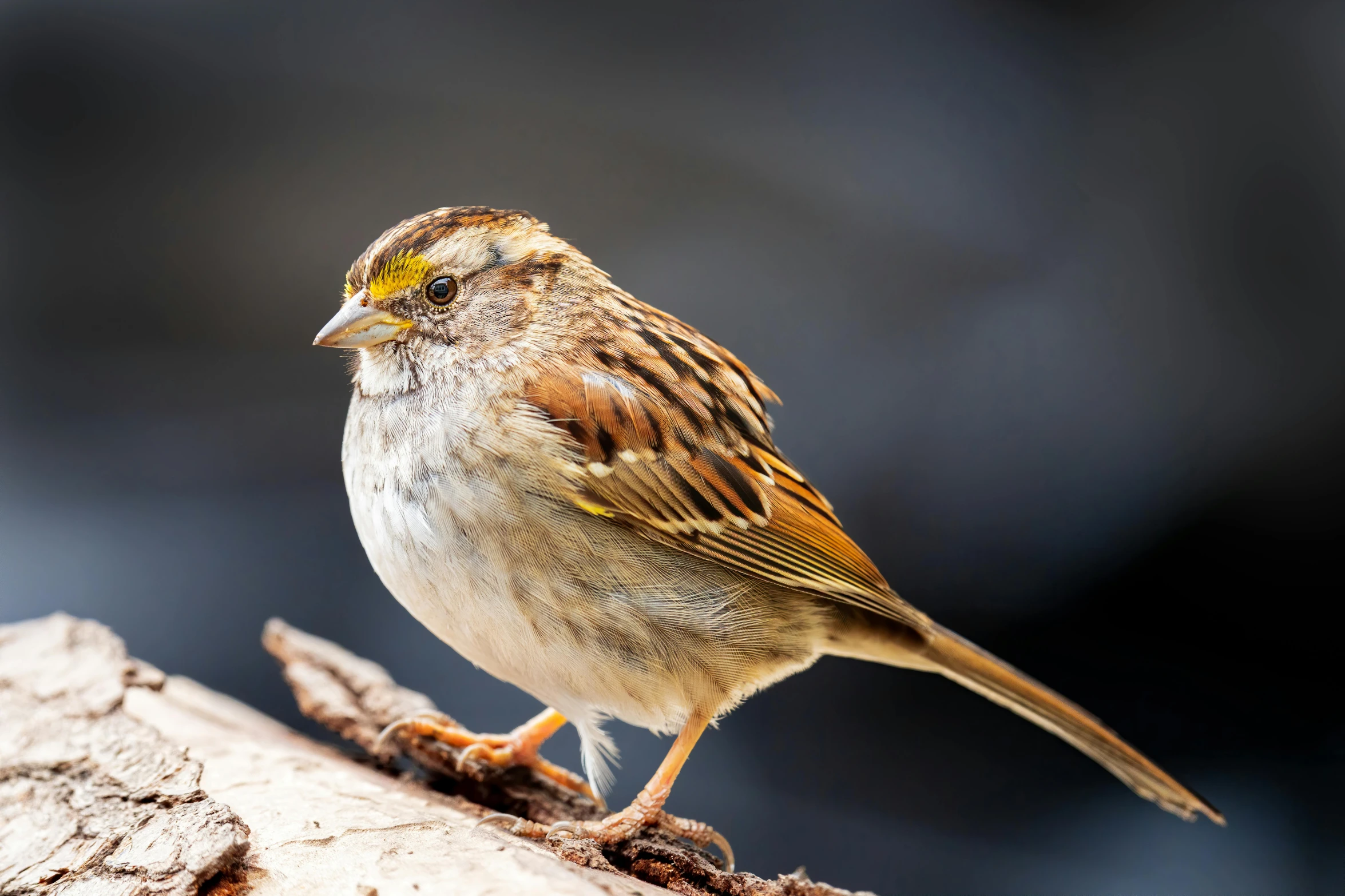 a small bird sitting on top of a tree branch, a portrait, by John Gibson, pexels contest winner, sparrows, mid 2 0's female, old male, full body close-up shot