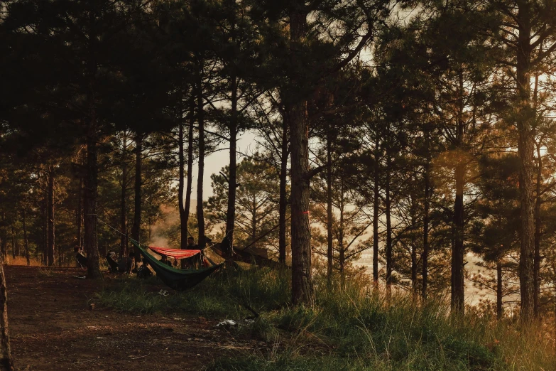 a person laying in a hammock in the woods, pexels contest winner, beautiful pine tree landscape, early evening, camping, [ cinematic