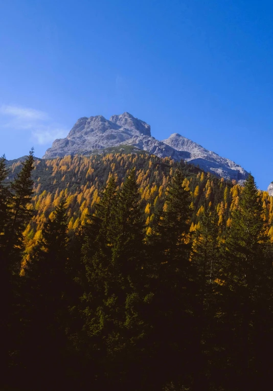 a forest filled with lots of trees next to a mountain, by Peter Churcher, dolomites in background, yellow, autum, portra 8 0 0 ”