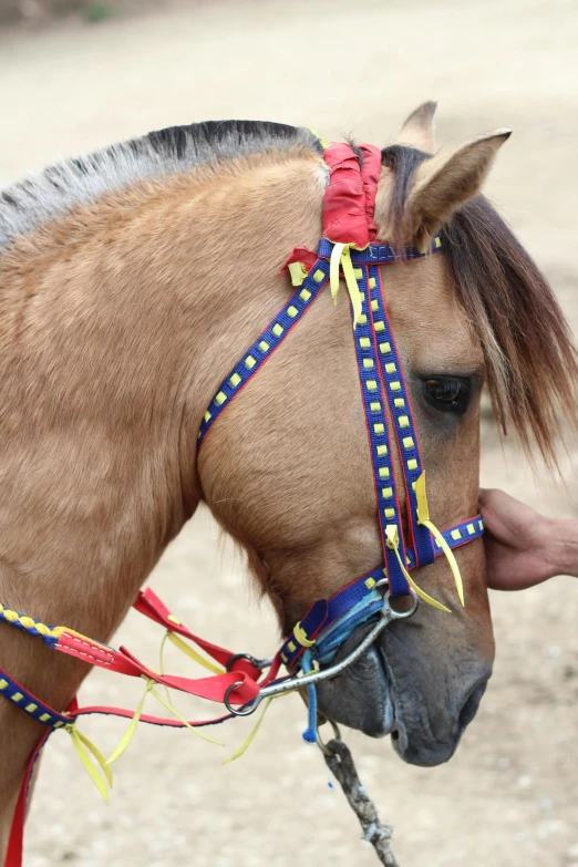 a close up of a person petting a horse, yellow and blue ribbons, circlet, taken in the late 2010s, ride horse in saharan