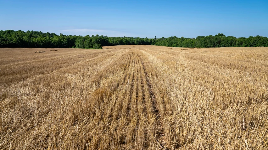 a field of ripe wheat with trees in the background, by Karl Pümpin, unsplash, land art, mowing of the hay, wide long view, stubbles, high quality product image”