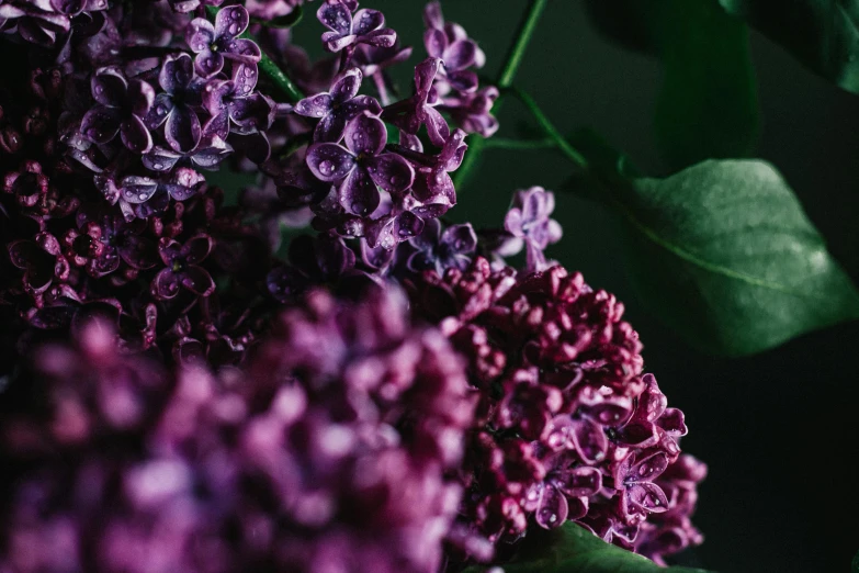 a close up of a bunch of purple flowers, trending on pexels, alessio albi, lilacs, upscaled to high resolution, decorative flowers