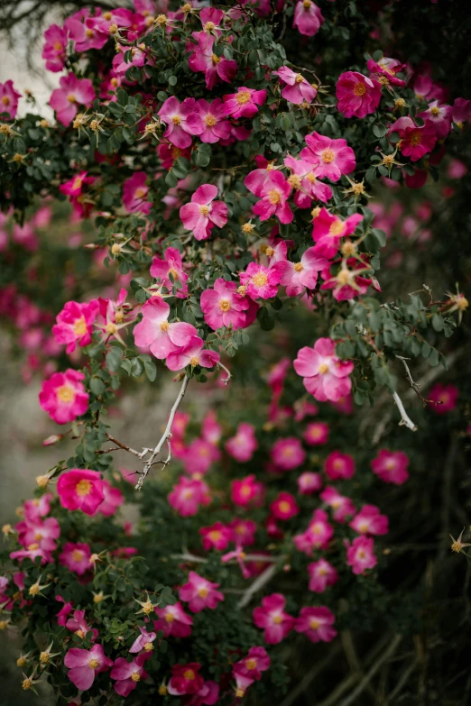 a bunch of pink flowers hanging from a tree, by Gwen Barnard, unsplash, small red roses, australian bush, pink and yellow, made of glazed