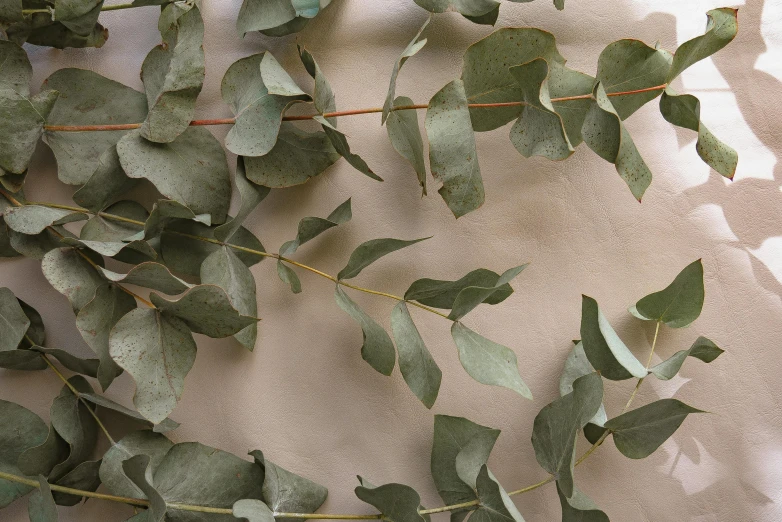 a close up of a bunch of leaves on a table, arabesque, eucalyptus, light - brown wall, grey backdrop, photographed