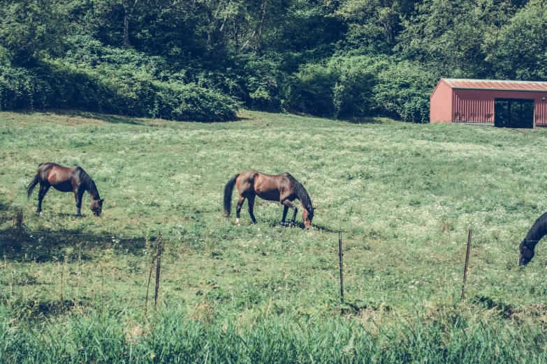 a couple of horses standing on top of a lush green field, a photo, next to a farm house and a barn, background image, featured art, vintage color photo