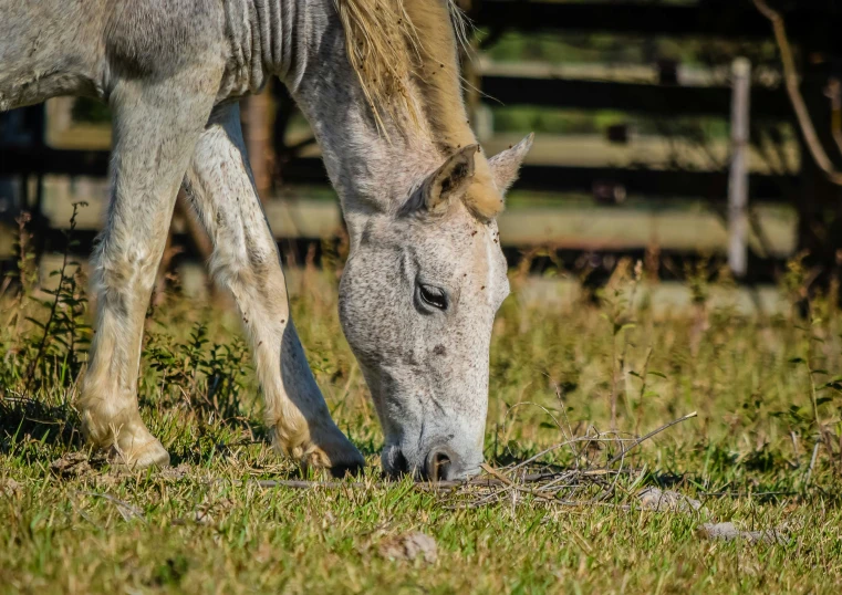 a white horse standing on top of a lush green field, eating outside, profile image, grey, close up image