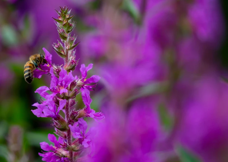 a bee sitting on top of a purple flower, by Jacob Toorenvliet, pexels contest winner, pink grass, salvia, vibrant pink, panels