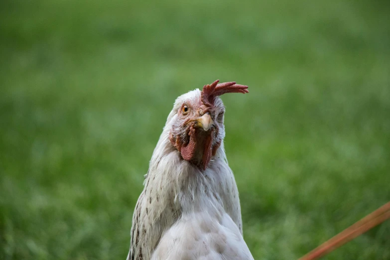 a close up of a chicken on a leash, pexels contest winner, renaissance, grimacing, ready to eat, rectangle, white