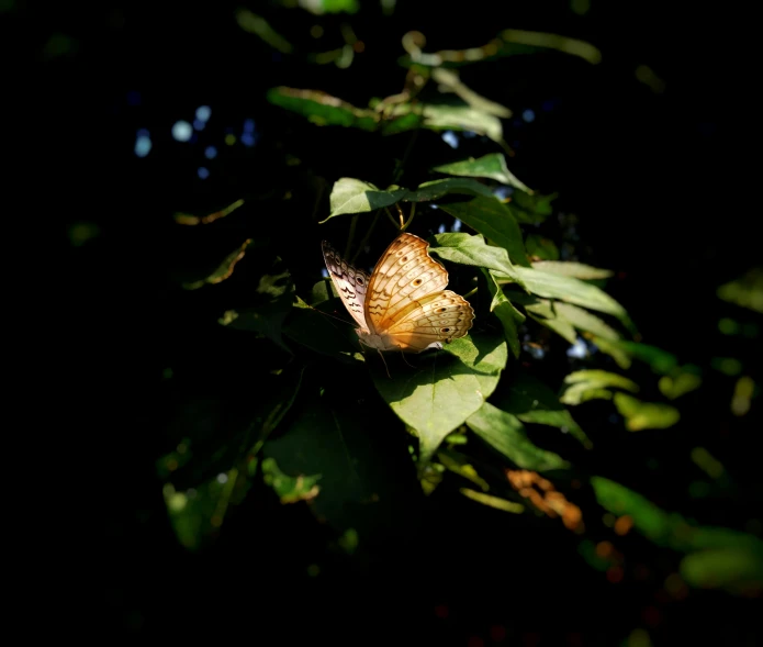a butterfly sitting on top of a leaf covered tree, by Matthias Weischer, medium format. soft light, in the shadows, high-quality photo, 2022 photograph
