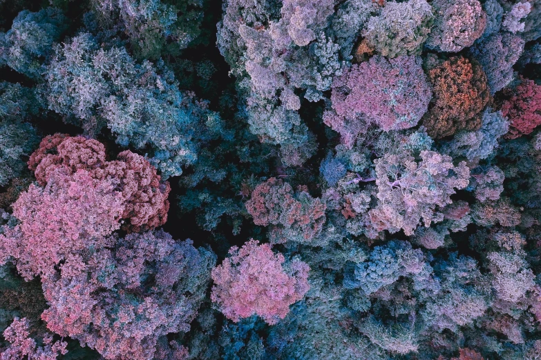 a forest filled with lots of purple and green trees, a microscopic photo, inspired by Filip Hodas, trending on unsplash, color field, corals are gemstones, overhead birdseye view, soft blue and pink tints, seen from below